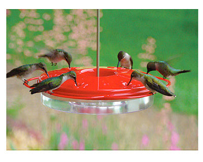 WOODLINK LTD., Audubon Hummingbird 12 oz Plastic Hummingbird Bird Feeder 6 ports