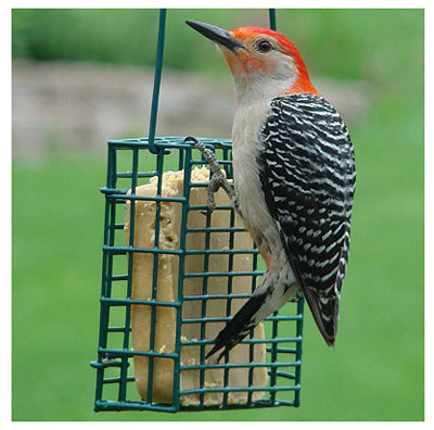 WOODLINK LTD., Audubon Wild Bird Steel Suet Bird Feeder